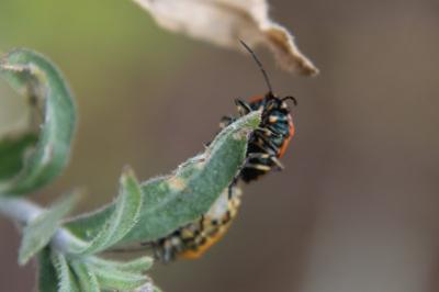 <i>Eurydema ornata</i>