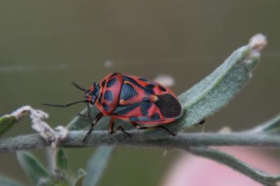<i>Eurydema ornata</i>