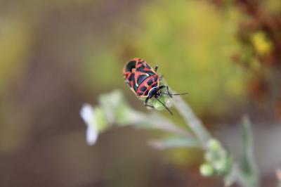 <i>Eurydema ornata</i>