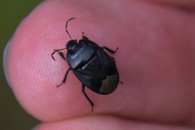 <i>Sehirus</i>