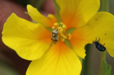 <i>Lygus pratensis</i>