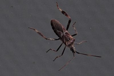 <i>Leptoglossus occidentalis</i>