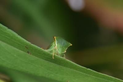 <i>Stictocephala alta</i>