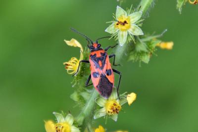 <i>Corizus hyoscyami</i>