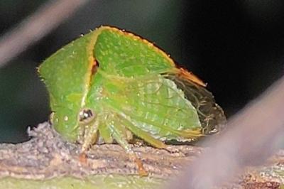 <i>Stictocephala alta</i>