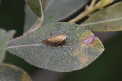 <i>Aphrophora</i>