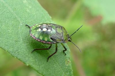 <i>Nezara viridula</i>