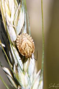 <i>Eurygaster</i>
