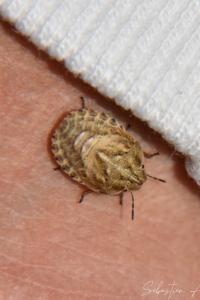 <i>Eurygaster</i>