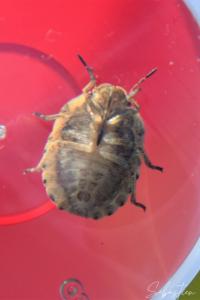 <i>Eurygaster</i>