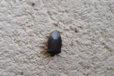 <i>Nezara viridula</i>