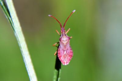 <i>Haploprocta sulcicornis</i>