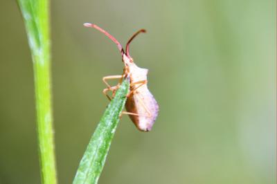 <i>Haploprocta sulcicornis</i>