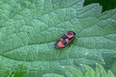 <i>Cercopis vulnerata</i>
