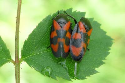 <i>Cercopis vulnerata</i>