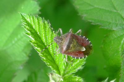 <i>Dolycoris baccarum</i>