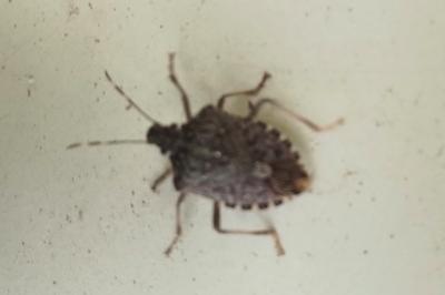<i>Halyomorpha halys</i>