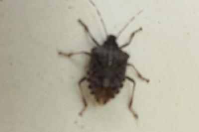 <i>Halyomorpha halys</i>