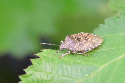 <i>Rhaphigaster nebulosa</i>