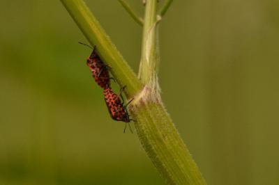 <i>Graphosoma italicum</i>