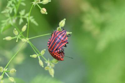<i>Graphosoma italicum</i>
