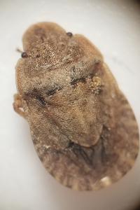 <i>Sciocoris</i>