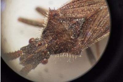 <i>Coriomeris denticulatus</i>