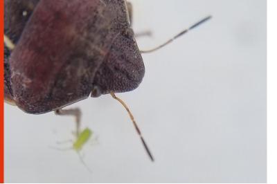<i>Eurygaster maura</i>
