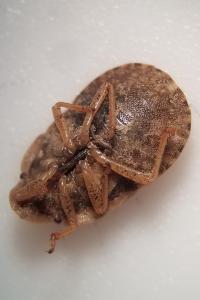 <i>Sciocoris</i>