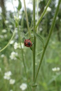 <i>Eurydema ornata</i>