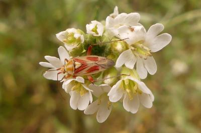 <i>Calocoris roseomaculatus</i>