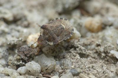 <i>Dyroderes umbraculatus</i>