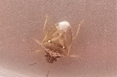<i>Eysarcoris ventralis</i>