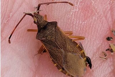 <i>Gonocerus acuteangulatus</i>