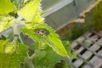 <i>Heterogaster cathariae</i>
