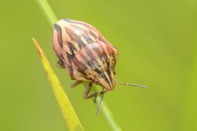 <i>Odontotarsus purpureolineatus</i>