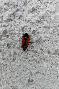 <i>Melanocoryphus albomaculatus</i>