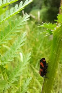 <i>Cercopis vulnerata</i>