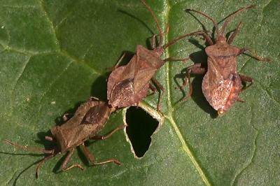 <i>Coreus marginatus</i>