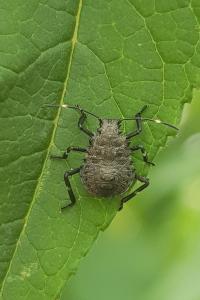 <i>Halyomorpha halys</i>