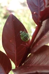 <i>Nezara viridula</i>