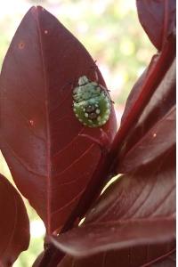<i>Nezara viridula</i>