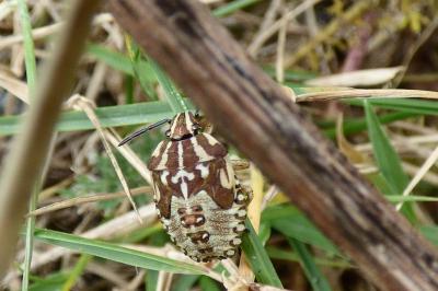<i>Carpocoris purpureipennis</i>