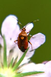 <i>Deraeocoris ruber</i>
