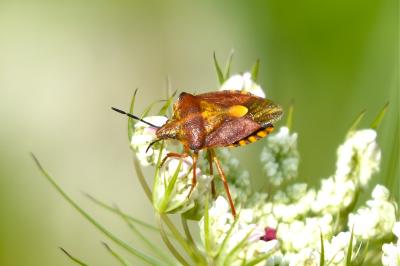 <i>Carpocoris purpureipennis</i>