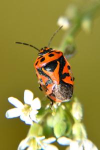 <i>Eurydema ornata</i>