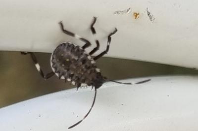 <i>Halyomorpha halys</i>