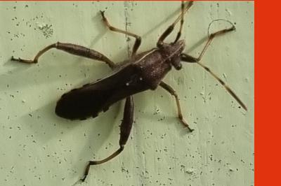 <i>Camptopus lateralis</i>