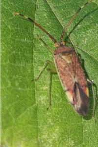 <i>Pantilius tunicatus</i>