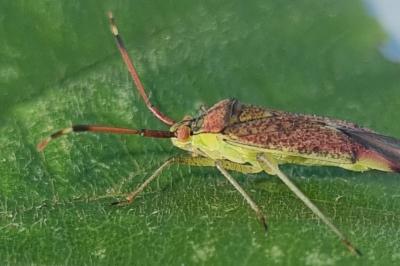 <i>Pantilius tunicatus</i>